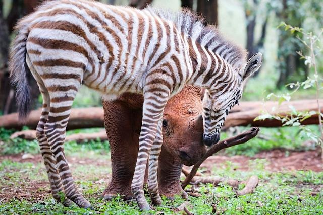 Un bébé zèbre et un jeune rhinocéros orphelins sont devenus les meilleurs amis du monde