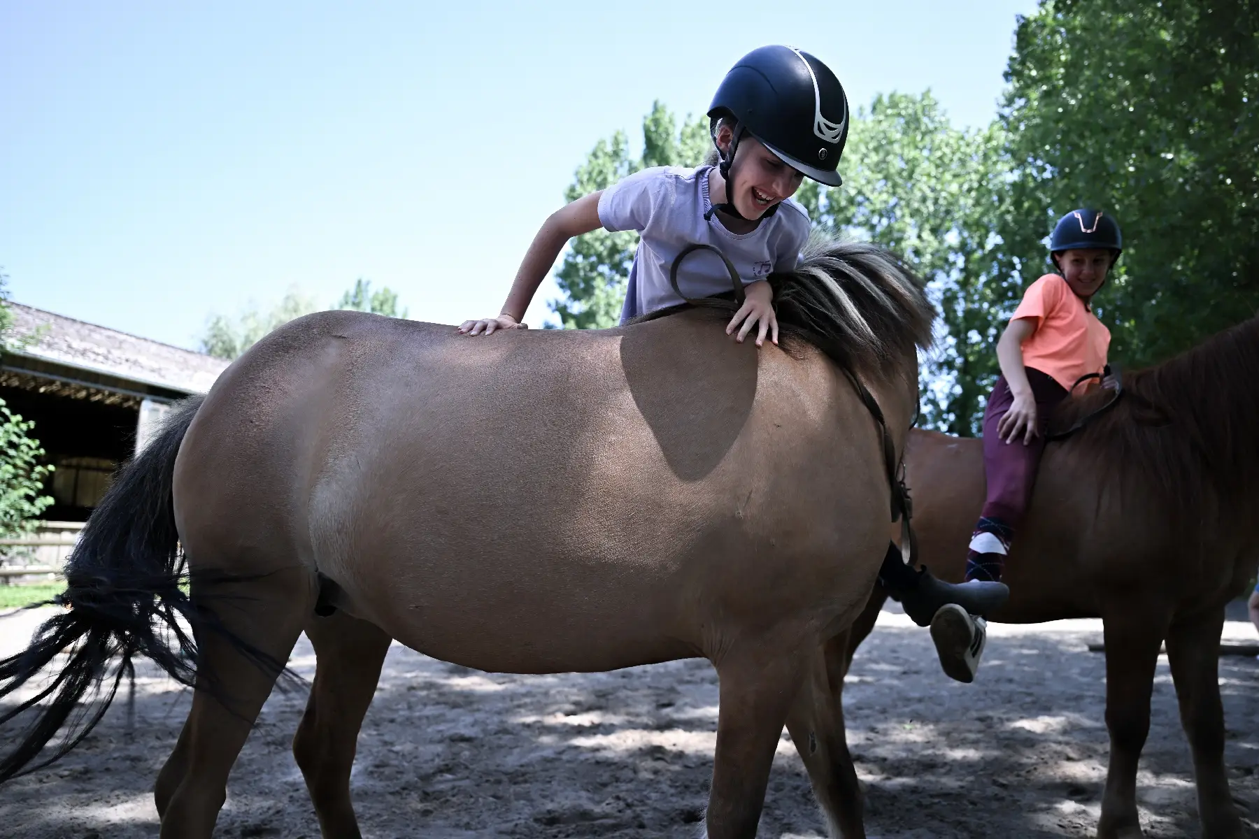 Un cheval s'échappe d'une ferme et se retrouve sur une aire de jeux