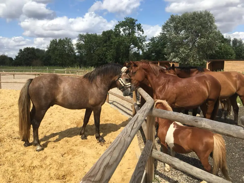 Le cheval dans les rues