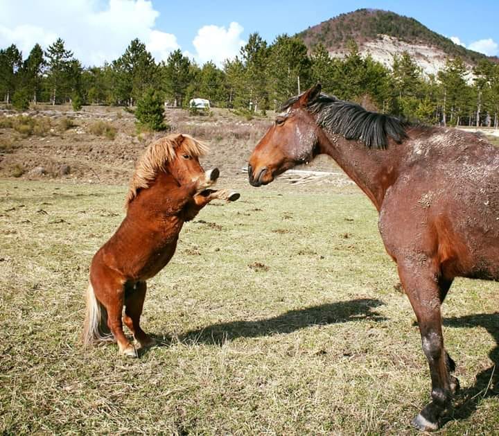 Le cheval de retour à la ferme