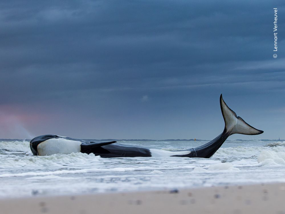 Naissance du bébé orque