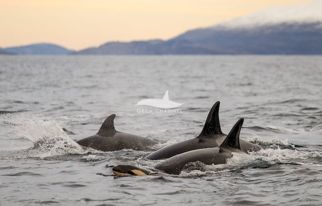 La mère orque avec son petit