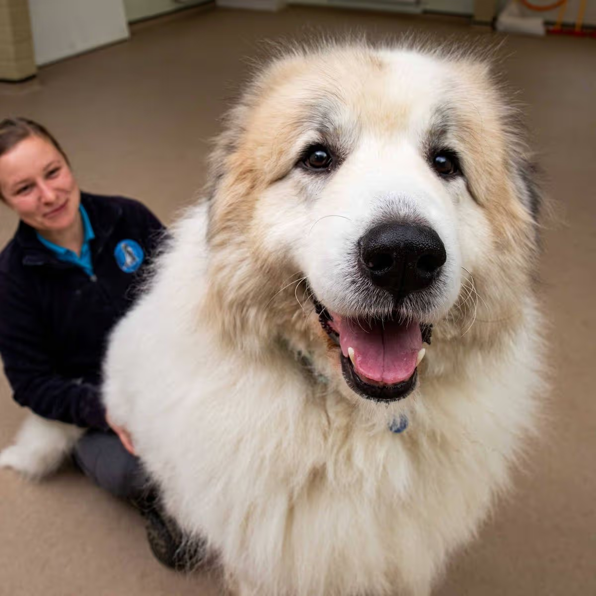 Ce chien géant d'1,83 mètre qui ressemble à un "petit ours polaire" est à la recherche d'une famille