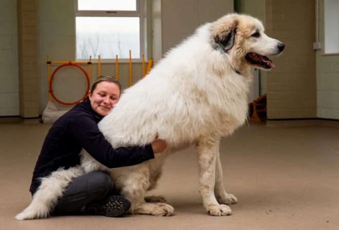 Brody le chien géant